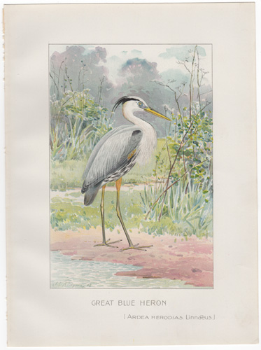 Denton fish lithograph from 1898